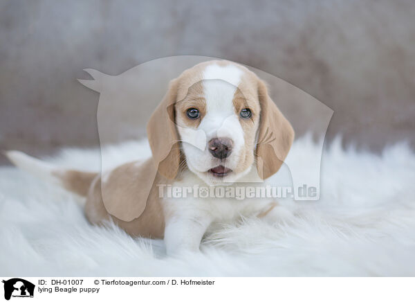 lying Beagle puppy / DH-01007