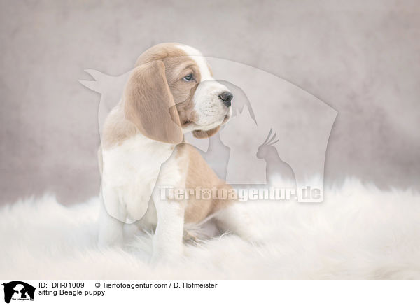 sitzender Beagle Welpe / sitting Beagle puppy / DH-01009