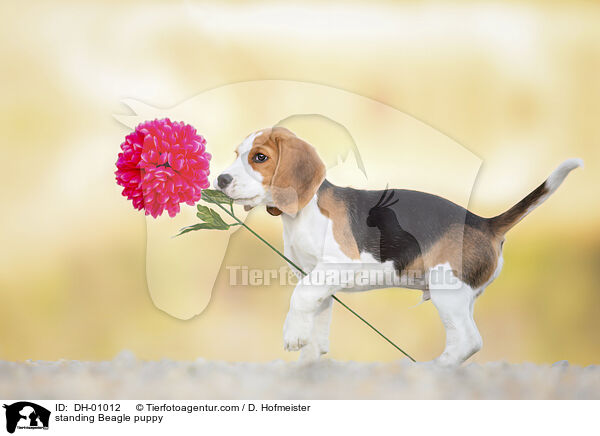 stehender Beagle Welpe / standing Beagle puppy / DH-01012