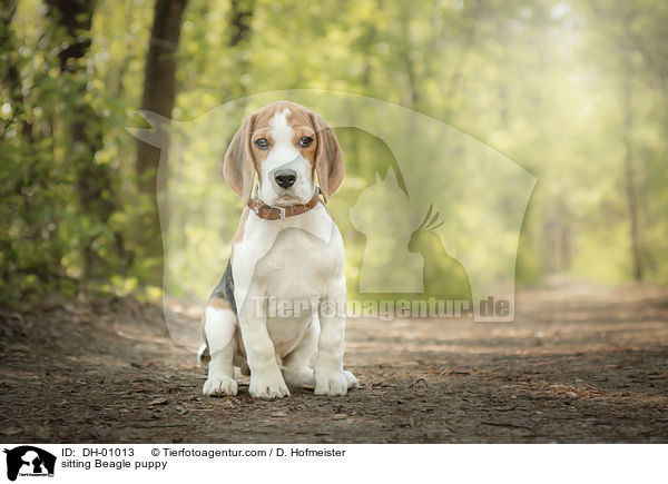 sitzender Beagle Welpe / sitting Beagle puppy / DH-01013