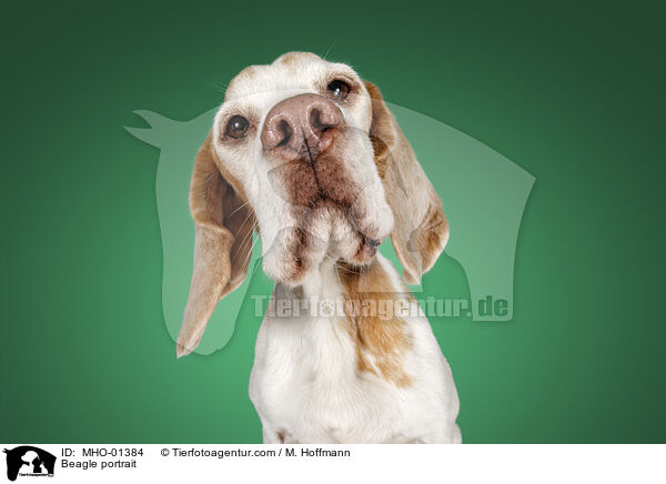 Beagle portrait / MHO-01384