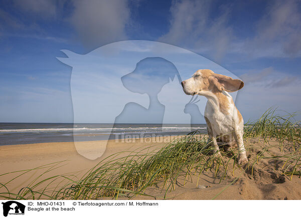 Beagle at the beach / MHO-01431
