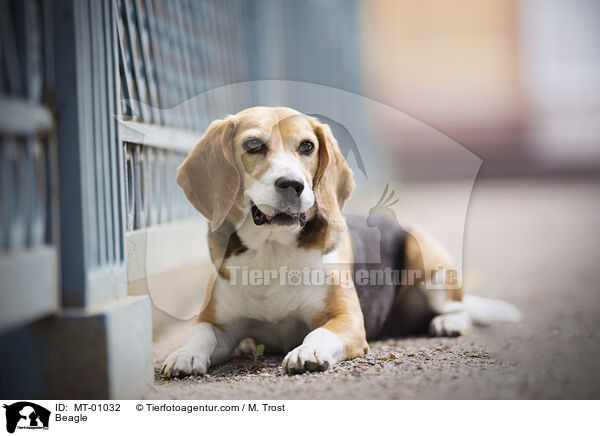 Beagle / Beagle / MT-01032