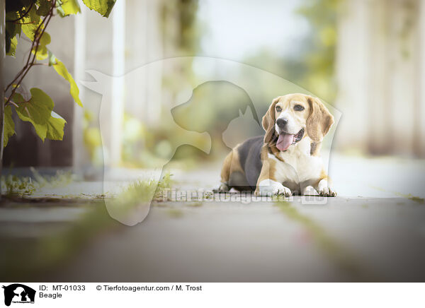 Beagle / Beagle / MT-01033