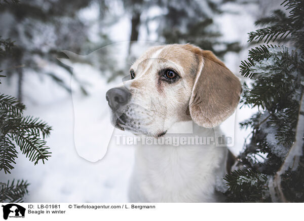 Beagle im Winter / Beagle in winter / LB-01981