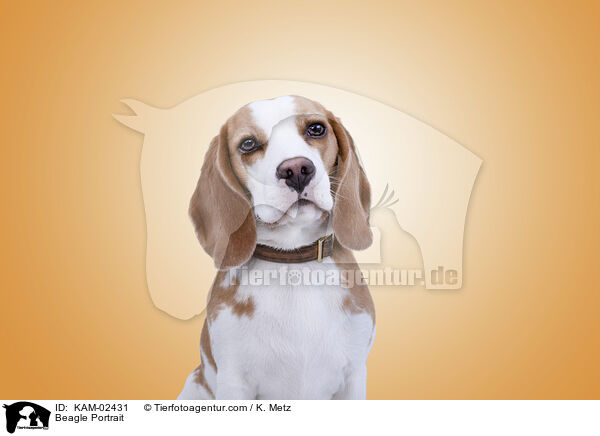 Beagle Portrait / Beagle Portrait / KAM-02431
