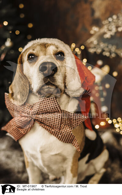 Beagle zu Weihnachten / Beagle at christmas / MT-01967