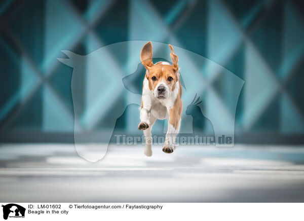 Beagle in the city / LM-01602