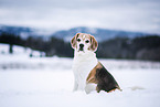 Beagle in winter