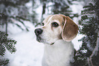 Beagle in winter