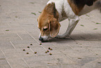 male Beagle