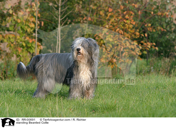 standing Bearded Collie / RR-00691