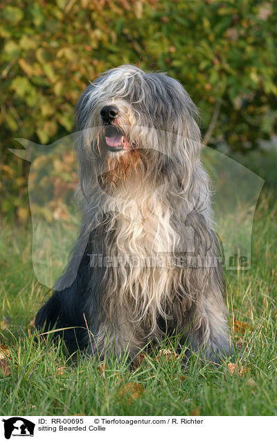 sitting Bearded Collie / RR-00695