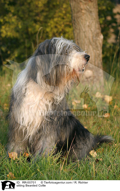 sitting Bearded Collie / RR-00701