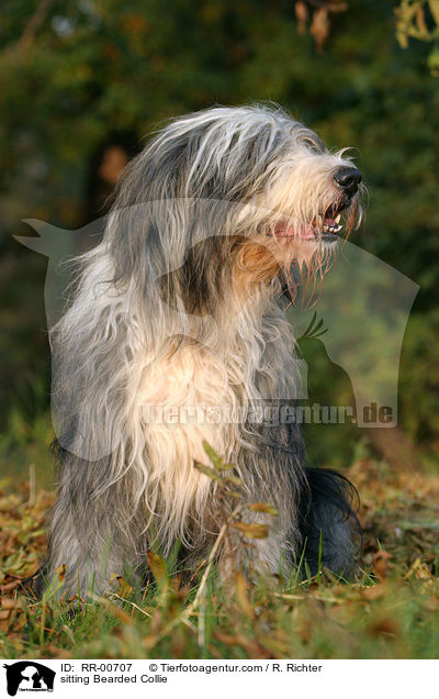 sitting Bearded Collie / RR-00707
