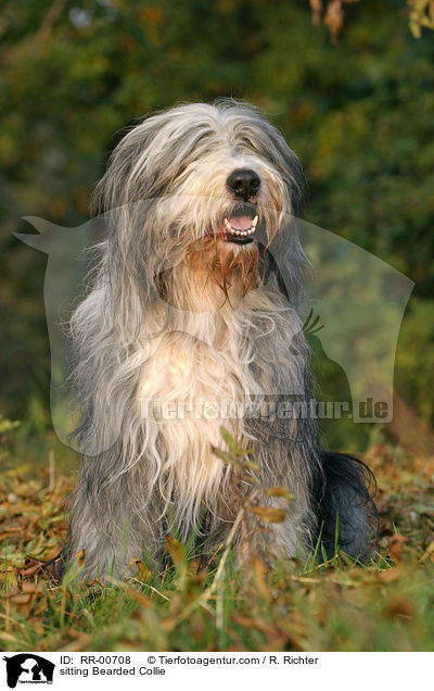 sitting Bearded Collie / RR-00708