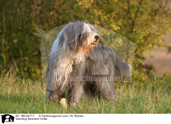 standing Bearded Collie / RR-00717