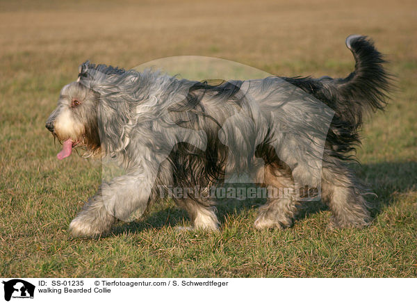 laufender Bearded Collie / walking Bearded Collie / SS-01235