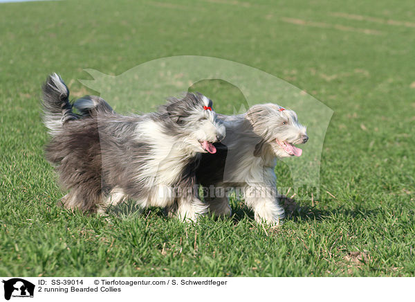 2 rennende Bearded Collies / 2 running Bearded Collies / SS-39014