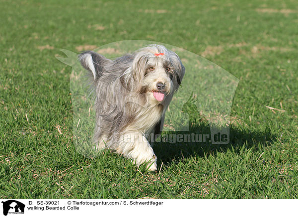 laufender Bearded Collie / walking Bearded Collie / SS-39021
