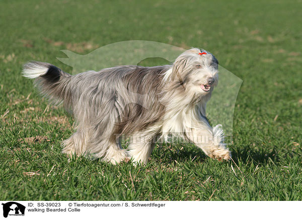 laufender Bearded Collie / walking Bearded Collie / SS-39023