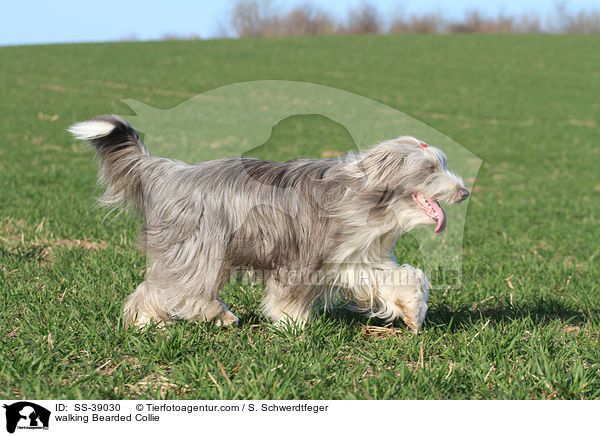 laufender Bearded Collie / walking Bearded Collie / SS-39030