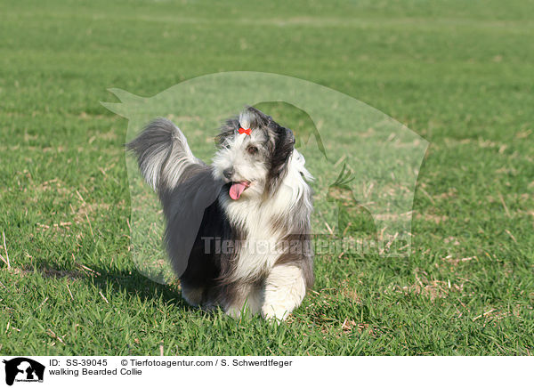 laufender Bearded Collie / walking Bearded Collie / SS-39045