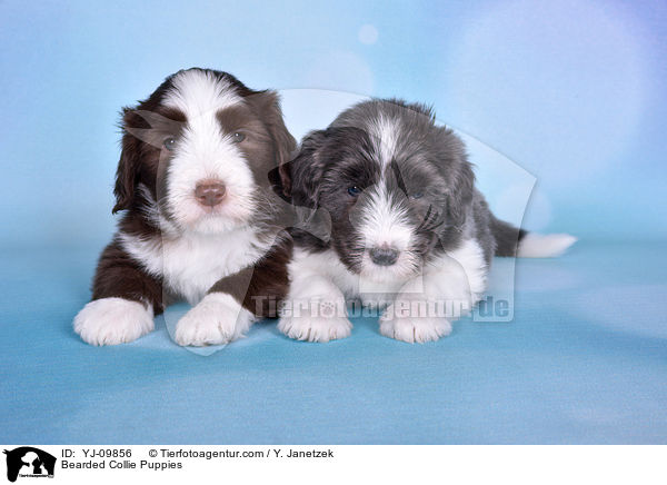 Bearded Collie Puppies / YJ-09856