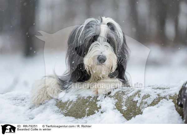 Bearded Collie in winter / RR-79251