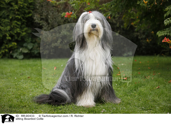 sitting Bearded Collie / RR-90433