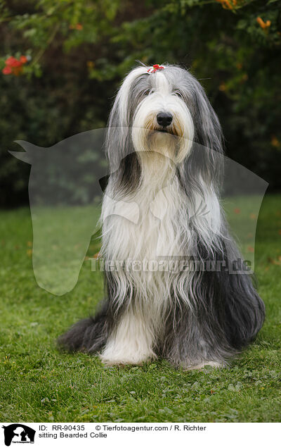 sitting Bearded Collie / RR-90435