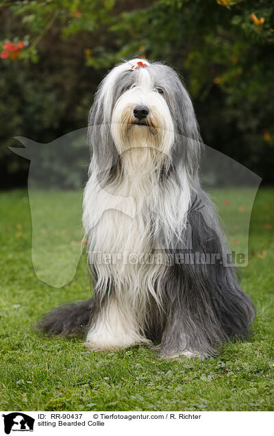 sitting Bearded Collie / RR-90437