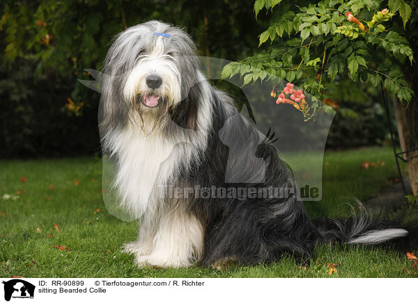 sitting Bearded Collie / RR-90899