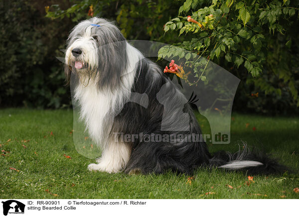 sitting Bearded Collie / RR-90901