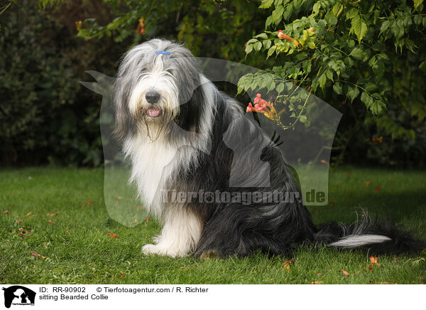 sitting Bearded Collie / RR-90902