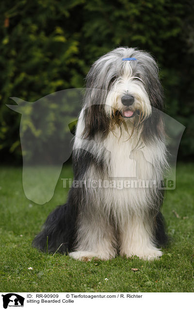 sitting Bearded Collie / RR-90909
