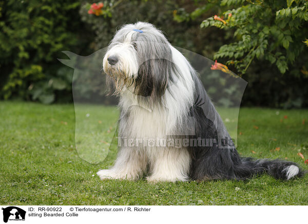sitting Bearded Collie / RR-90922