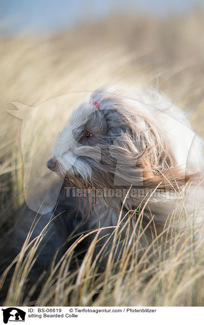 sitting Bearded Collie / BS-06619