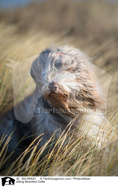 sitting Bearded Collie / BS-06620