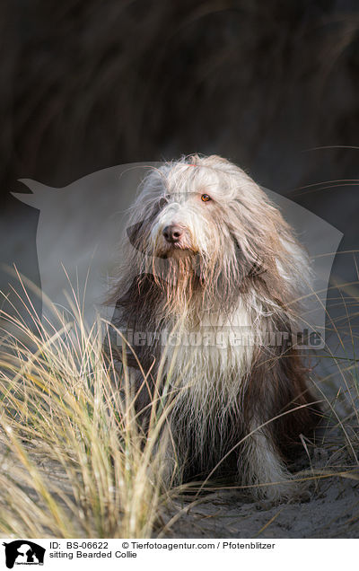 sitting Bearded Collie / BS-06622
