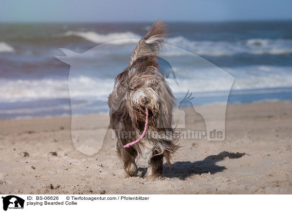 playing Bearded Collie / BS-06626