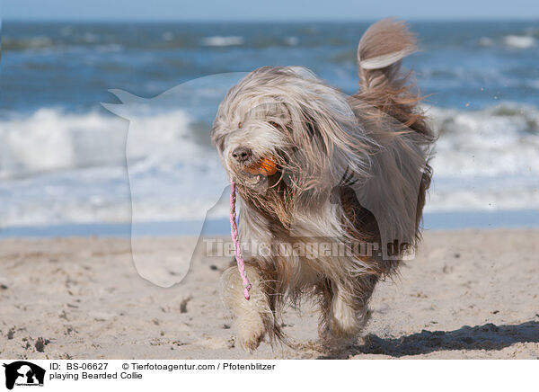 playing Bearded Collie / BS-06627