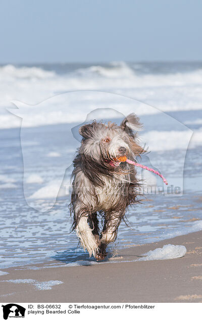 playing Bearded Collie / BS-06632