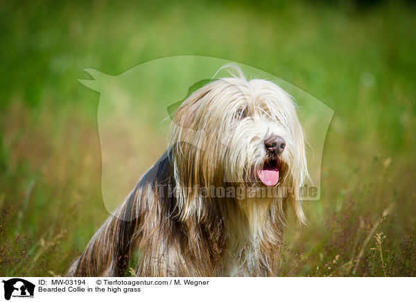 Bearded Collie in the high grass / MW-03194