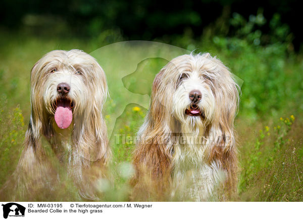 Bearded Collie in the high grass / MW-03195