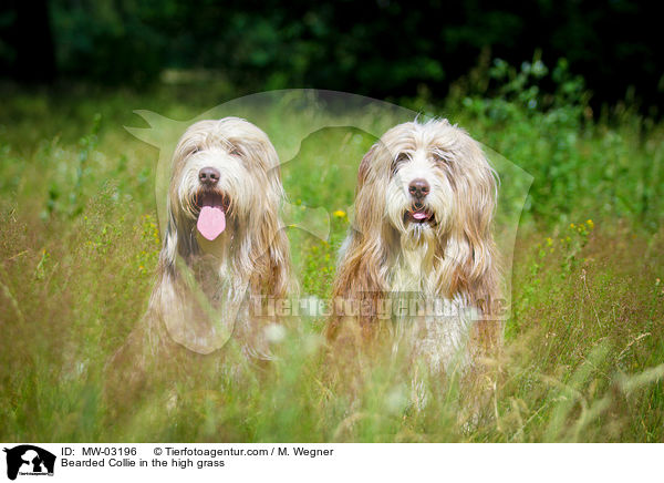 Bearded Collie in the high grass / MW-03196