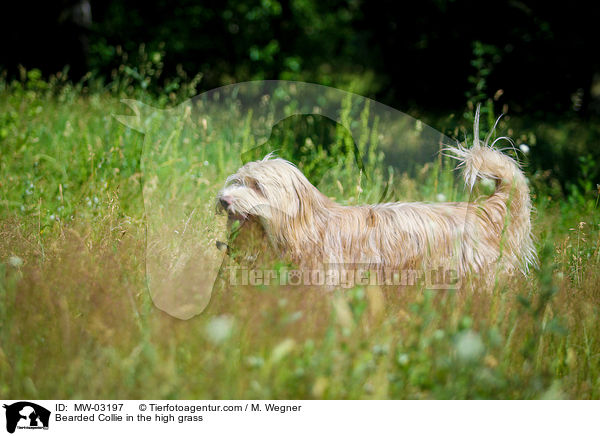 Bearded Collie in the high grass / MW-03197