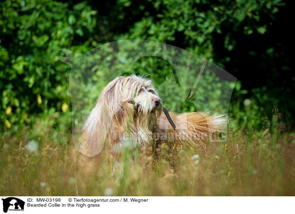 Bearded Collie in the high grass / MW-03198