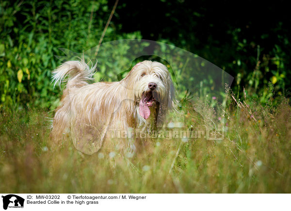 Bearded Collie in the high grass / MW-03202