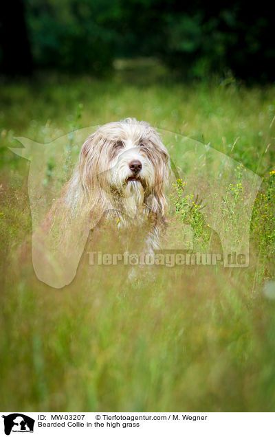 Bearded Collie in the high grass / MW-03207